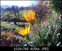 Zeigt her eure Camshot's !-flowers.jpg