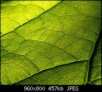 Sammelthread: Hintergrundbilder / Wallpaper für das Galaxy S-leaf.jpg