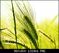 Sammelthread: Hintergrundbilder / Wallpaper für das Galaxy S-cornfield.png