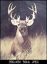 Kurze Frage Thread (für Anfänger und Ungeduldige)-buck.jpg