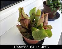 Kamera (Video- und Fotoqualität) von Galaxy S II-sgs4.jpg