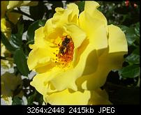 Kamera (Video- und Fotoqualität) von Galaxy S II-2011-06-02-11.15.05.jpg