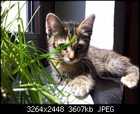 Kamera (Video- und Fotoqualität) von Galaxy S II-2011-06-02-14.27.37.jpg