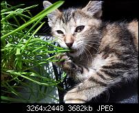 Kamera (Video- und Fotoqualität) von Galaxy S II-2011-06-02-14.28.07.jpg