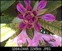 Kamera (Video- und Fotoqualität) von Galaxy S II-2011-06-03-12.04.43.jpg