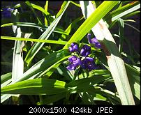 Kamera (Video- und Fotoqualität) von Galaxy S II-2011-06-04-12.12.24.jpg