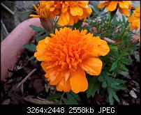 Kamera (Video- und Fotoqualität) von Galaxy S II-9.jpg