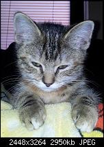 Kamera (Video- und Fotoqualität) von Galaxy S II-2011-06-11-20.38.16.jpg