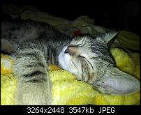 Kamera (Video- und Fotoqualität) von Galaxy S II-2011-06-10-20.02.14.jpg