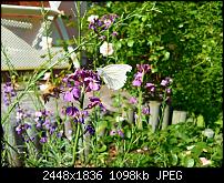 Kamera (Video- und Fotoqualität) von Galaxy S II-insekten.jpg