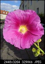 Kamera (Video- und Fotoqualität) von Galaxy S II-2011-07-08-08.58.00.jpg