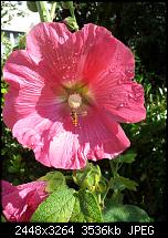 Kamera (Video- und Fotoqualität) von Galaxy S II-2011-07-08-08.59.02.jpg