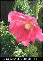 Kamera (Video- und Fotoqualität) von Galaxy S II-2011-07-08-08.59.18.jpg