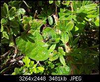 Kamera (Video- und Fotoqualität) von Galaxy S II-20110718_143850.jpg