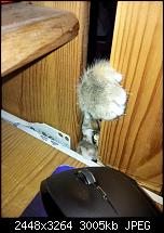 Kamera (Video- und Fotoqualität) von Galaxy S II-katze2.jpg