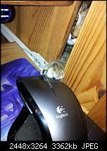 Kamera (Video- und Fotoqualität) von Galaxy S II-katze3.jpg