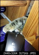 Kamera (Video- und Fotoqualität) von Galaxy S II-katze4.jpg