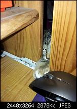 Kamera (Video- und Fotoqualität) von Galaxy S II-katze1.jpg