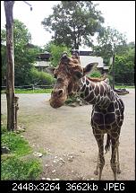 Kamera (Video- und Fotoqualität) von Galaxy S II-giraffe.jpg