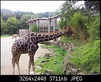 Kamera (Video- und Fotoqualität) von Galaxy S II-giraffe1.jpg