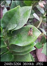 Kamera (Video- und Fotoqualität) von Galaxy S II-wespe.jpg