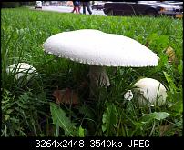 Dein bestes Foto, welches Du mit dem SGS2 gemacht hast ...-20110813_095355.jpg