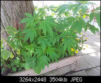 Kamera (Video- und Fotoqualität) von Galaxy S II-20110817_122315.jpg