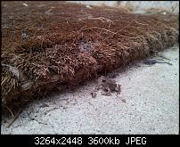 Dein bestes Foto, welches Du mit dem SGS2 gemacht hast ...-2011-07-09-19.01.00.jpg