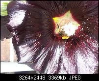 Kamera (Video- und Fotoqualität) von Galaxy S II-20110817_121924.jpg