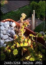 Dein bestes Foto, welches Du mit dem SGS2 gemacht hast ...-20110807_200421.jpg