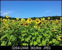 Dein bestes Foto, welches Du mit dem SGS2 gemacht hast ...-2011-07-16-09.56.08.jpg