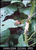 Dein bestes Foto, welches Du mit dem SGS2 gemacht hast ...-fliegenliebe.jpg