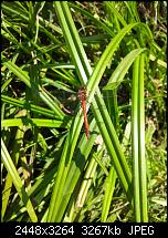 Kamera (Video- und Fotoqualität) von Galaxy S II-libelle.jpg