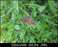 Kamera (Video- und Fotoqualität) von Galaxy S II-falter1.jpg