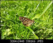 Kamera (Video- und Fotoqualität) von Galaxy S II-falter2.jpg