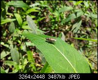 Kamera (Video- und Fotoqualität) von Galaxy S II-fliege.jpg