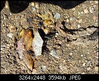 Kamera (Video- und Fotoqualität) von Galaxy S II-fliege2.jpg