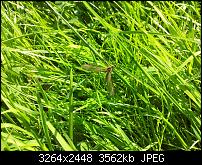 Kamera (Video- und Fotoqualität) von Galaxy S II-schneider.jpg