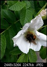 Kamera (Video- und Fotoqualität) vom Galaxy S III-20120617_115828.jpg