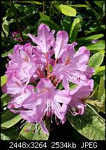 Kamera (Video- und Fotoqualität) vom Galaxy S III-20120617_124646.jpg