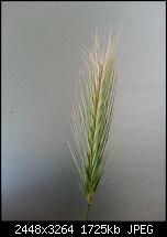 Kamera (Video- und Fotoqualität) vom Galaxy S III-20120617_125354.jpg