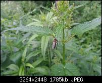 Kamera (Video- und Fotoqualität) vom Galaxy S III-20120619_181813.jpg