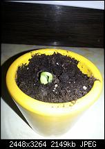 Kamera (Video- und Fotoqualität) vom Galaxy S III-bohne1.jpg