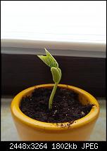 Kamera (Video- und Fotoqualität) vom Galaxy S III-bohne2.jpg