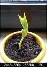 Kamera (Video- und Fotoqualität) vom Galaxy S III-bohne3.jpg