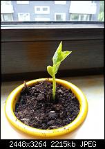 Kamera (Video- und Fotoqualität) vom Galaxy S III-bohne4.jpg