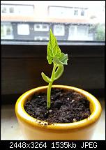 Kamera (Video- und Fotoqualität) vom Galaxy S III-bohne5.jpg