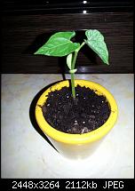 Kamera (Video- und Fotoqualität) vom Galaxy S III-bohne6.jpg