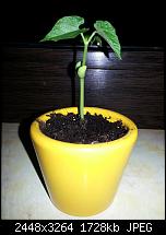 Kamera (Video- und Fotoqualität) vom Galaxy S III-bohne6a.jpg