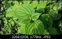 Kamera (Video- und Fotoqualität) vom Galaxy S III-20120629_171157.jpg